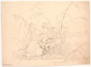 Pflanzenstudie. Binsen und Ampfer von J.P. Møller