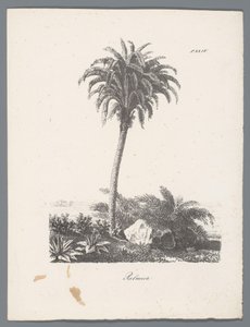 Palme