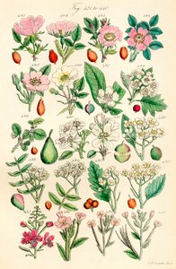 Seite mit Farbabbildungen aus British Wild Flowers nach einem Werk von J. E. Sowerby und C. P. Johnson