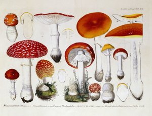 Fliegenpilz, ca. 1831-46