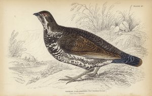 Das kanadische Moorhuhn