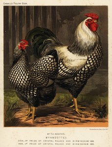 Amerikanische Wyandotte-Hühner