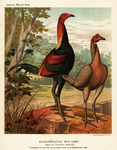 Schwarzbrüstige rote Spielvögel von J. W. (after) Ludlow
