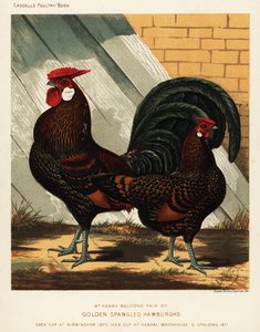 Goldgesprenkelter Hamburgh Hahn und Henne von J. W. (after) Ludlow
