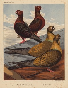Tauben: Erzengel; Swifts