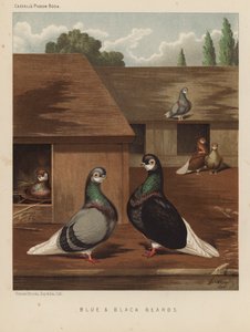 Tauben: Blaue und Schwarze Bärte