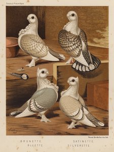Tauben: Brünette; Satinette; Bluette; Silverette
