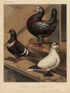 Tauben: Burmesische oder Florentiner; Starling; Spot Fairy