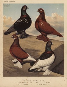 Tauben: Flugtümmler, Schwarze Rosenflügel, Rote Rosenflügel, Rotes Abzeichen, Schwarzer Sattel