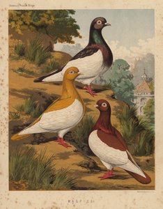 Tauben: Elstern