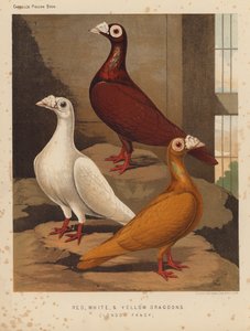 Tauben: Rote, Weiße und Gelbe Dragoons, London Fancy
