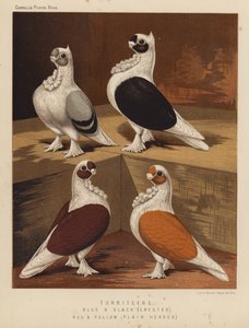 Tauben: Turbiteens, Blau und Schwarz, Kammköpfig, Rot und Gelb, Glattköpfig