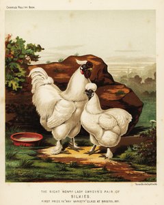 Seidenhuhn oder Seidenhuhn Hahn und Henne von J. W. (after) Ludlow