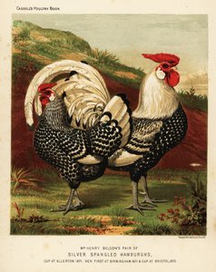 Silbergesprenkelte Hamburgh-Hahn und -Henne