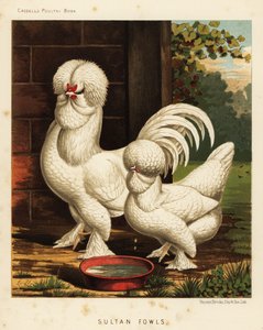 Sultan-Hühner, Gallus gallus domesticus von J. W. (after) Ludlow