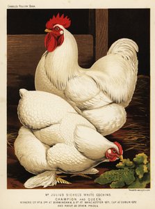 Weiße Cochin-Hahn und -Henne