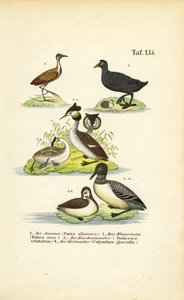 Wasservögel mit Jacana, Blässhuhn, Haubentaucher und Eistaucher