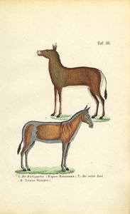 Asiatische Wildpferde: Dziggetai und Onager