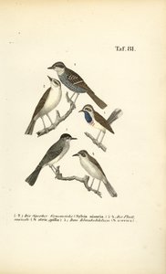 Sperbergrasmücke, Mönchsgrasmücke und Blaukehlchen