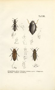 Käferanatomie von J. W. Tenhaeff