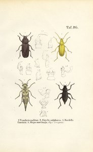 Käfer der Schwarzkäferfamilie von J. W. Tenhaeff