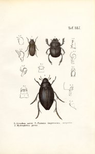 Käfer der Familien Scarabaeidae und Hydrophilidae mit anatomischen Details