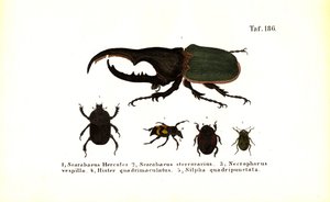 Käfer der Familien Scarabaeidae und Silphidae