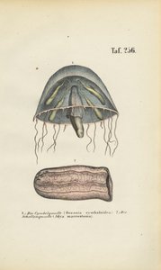 Ohrenqualle und Fassqualle von J. W. Tenhaeff