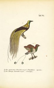 Paradiesvögel aus Neuguinea von J. W. Tenhaeff