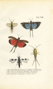 Blauflügelige Heuschrecke, Rotflügelige Heuschrecke und andere Insekten