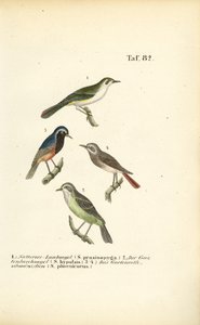Berglaubsänger und Gartenrotschwanz
