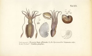 Kopffüßer: Tintenfisch, Papierboot und Nautilus von J. W. Tenhaeff