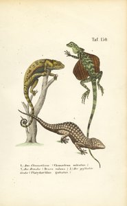Chamäleon, Flugdrachen und Tokay-Gecko
