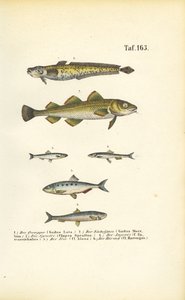 Wirtschaftsfische aus der Kabeljau- und Heringsfamilie