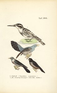 Kuckuck und Eisvogel