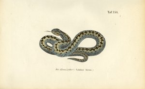 Gewöhnliche Europäische Kreuzotter