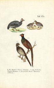 Wachtel, Helmperlhuhn und Fasan von J. W. Tenhaeff