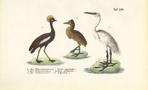 Kraniche und Reiher