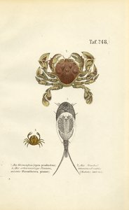 Krebstiere und Rückenschwimmer von J. W. Tenhaeff