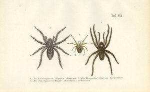 Gefährliche Spinnenarten von J. W. Tenhaeff