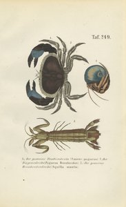 Verschiedene Meereskrustentierarten von J. W. Tenhaeff