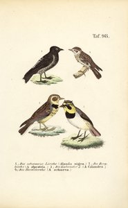 Verschiedene Arten von Lerchen von J. W. Tenhaeff