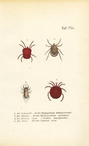 Verschiedene Arten von Milben und Zecken von J. W. Tenhaeff