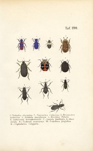 Vielfalt europäischer Käferarten von J. W. Tenhaeff