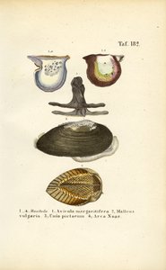 Wirtschaftlich wichtige Muschelarten