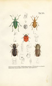 Wirtschaftlich bedeutende Käferarten von J. W. Tenhaeff