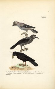 Eichelhäher, Tannenhäher und Alpendohle von J. W. Tenhaeff