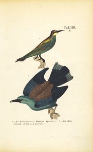 Bienenfresser und Blauracke von J. W. Tenhaeff