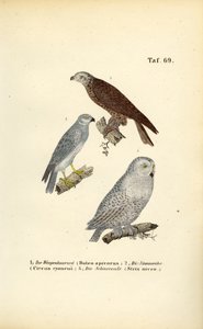 Europäische Greifvögel und Eulen von J. W. Tenhaeff