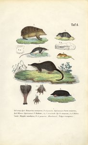 Europäische Insektenfresser: Igel, Spitzmäuse und Maulwurf